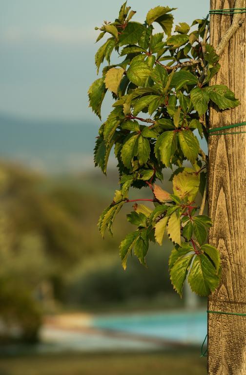 Agriturismo San Nicolo Montecastelli Pisano Экстерьер фото